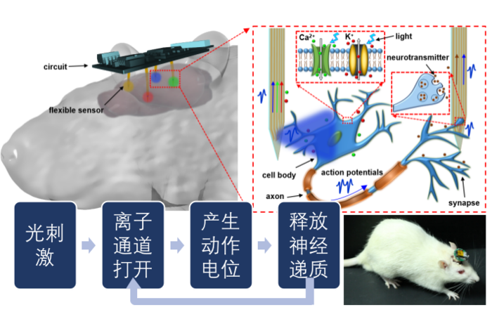 植入式光遗传系统